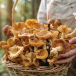 Comment reconnaître et préparer des champignons sauvages sans risque ?