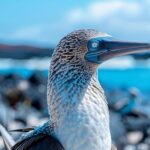 Exploration et biodiversité unique : découverte de la faune des galapagos et ses espèces endémiques